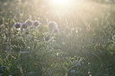 BUITEN BEELD Foto: 346077