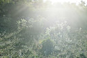 BUITEN BEELD Foto: 346082