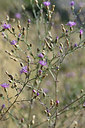 BUITEN BEELD Foto: 346109