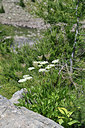 BUITEN BEELD Foto: 346174