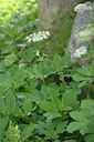 BUITEN BEELD Foto: 346192