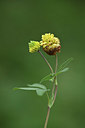 BUITEN BEELD Foto: 346206