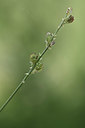 BUITEN BEELD Foto: 346209