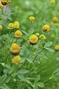 BUITEN BEELD Foto: 346218