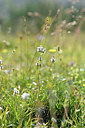 BUITEN BEELD Foto: 346278