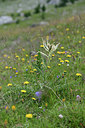 BUITEN BEELD Foto: 346325