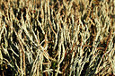 BUITEN BEELD Foto: 346493