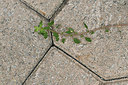 BUITEN BEELD Foto: 346498