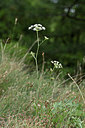 BUITEN BEELD Foto: 346520