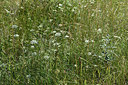 BUITEN BEELD Foto: 346577