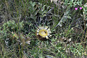 BUITEN BEELD Foto: 346580