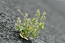 BUITEN BEELD Foto: 346614