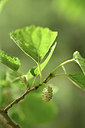 BUITEN BEELD Foto: 346619