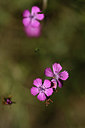 BUITEN BEELD Foto: 346656