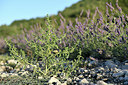 BUITEN BEELD Foto: 346684