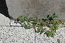 BUITEN BEELD Foto: 346726