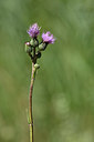 BUITEN BEELD Foto: 346734