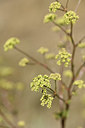 BUITEN BEELD Foto: 346750