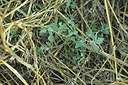 BUITEN BEELD Foto: 346768