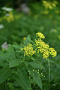 BUITEN BEELD Foto: 346806