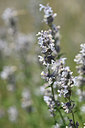 BUITEN BEELD Foto: 346829