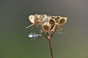 BUITEN BEELD Foto: 346949