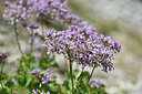 BUITEN BEELD Foto: 346971