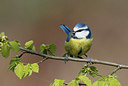 BUITEN BEELD Foto: 347062
