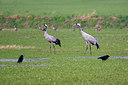 BUITEN BEELD Foto: 347063