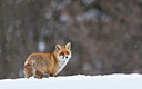 BUITEN BEELD Foto: 347220
