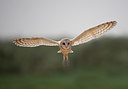 BUITEN BEELD Foto: 347261