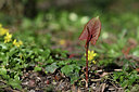 BUITEN BEELD Foto: 347279