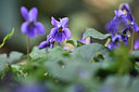 BUITEN BEELD Foto: 347336