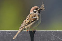 BUITEN BEELD Foto: 347426