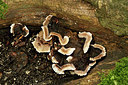 BUITEN BEELD Foto: 347439