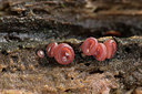 BUITEN BEELD Foto: 347441