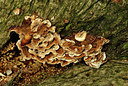 BUITEN BEELD Foto: 347447