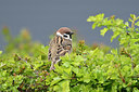 BUITEN BEELD Foto: 347490