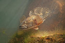 BUITEN BEELD Foto: 347538