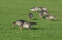 BUITEN BEELD Foto: 347656