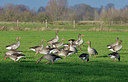 BUITEN BEELD Foto: 347688