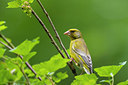 BUITEN BEELD Foto: 347749