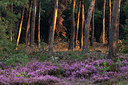 BUITEN BEELD Foto: 347826