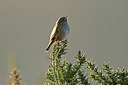 BUITEN BEELD Foto: 347829