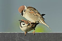 BUITEN BEELD Foto: 347925