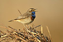 BUITEN BEELD Foto: 347937