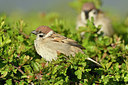 BUITEN BEELD Foto: 347939