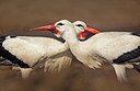 BUITEN BEELD Foto: 347967
