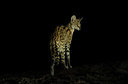 BUITEN BEELD Foto: 347991