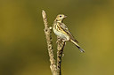 BUITEN BEELD Foto: 348037